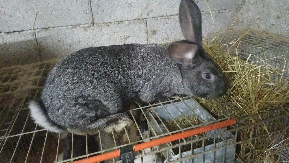 Coelhos para criacao ou consumo