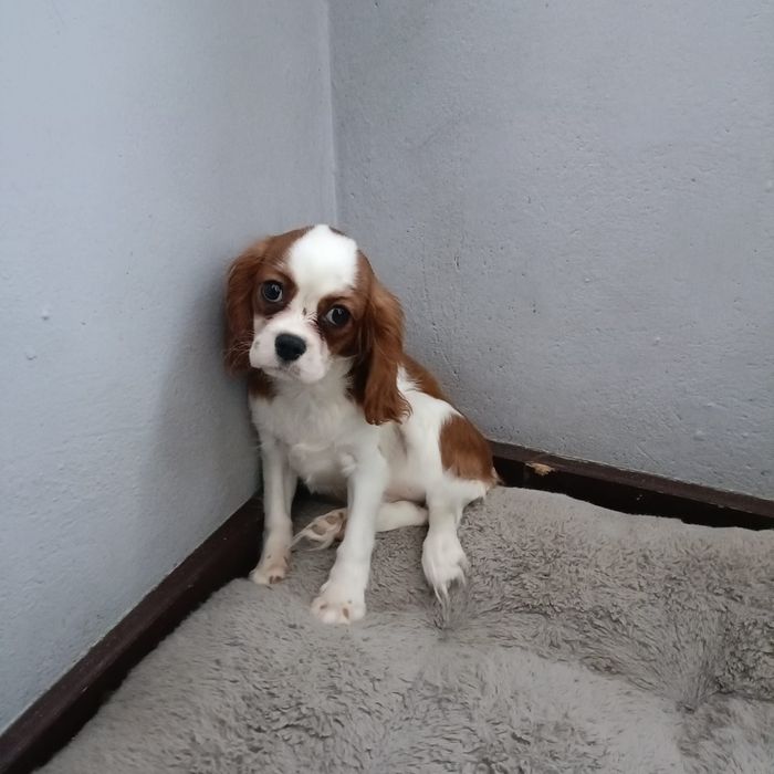 Cavalier King Charles sunia 4 miesiace.