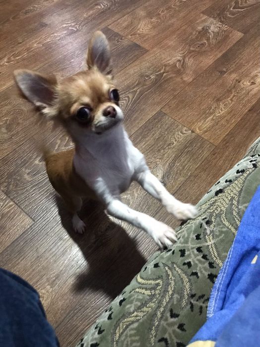 Продам дівчинку міні чихуахуа