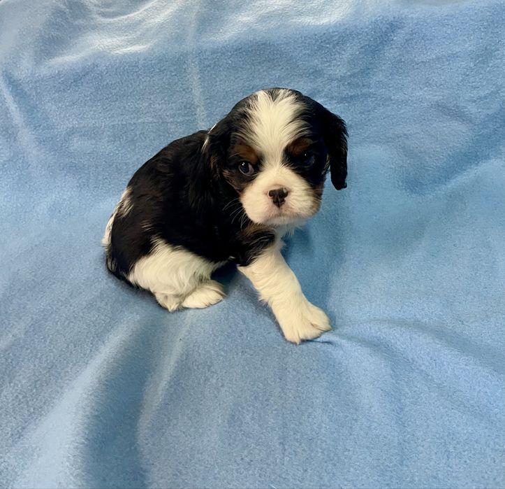 Cavalier Tricolor fantástico