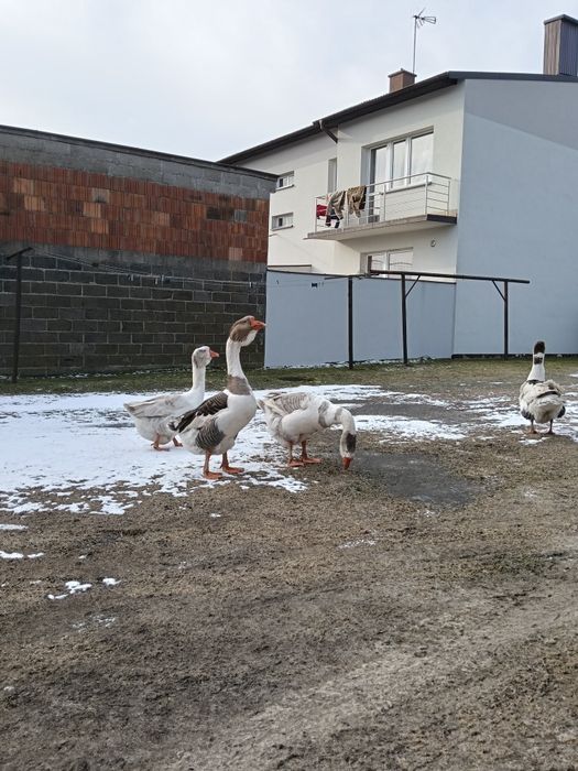 Sprzedam gęś Cholomogóry