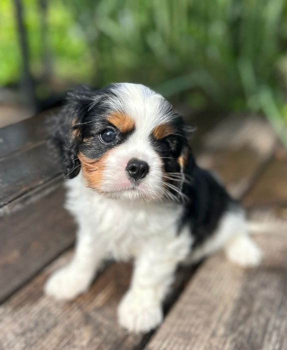 Cavalier King Charles Spaniel Szczeniak