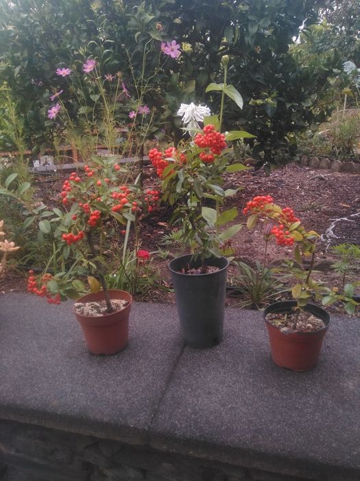 plantas de Pyracantha