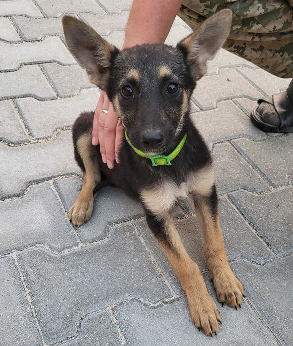 віддам двох собачок в добрі руки