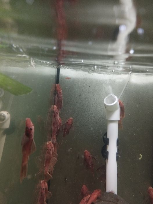 Glonojady super Red zwykłe.