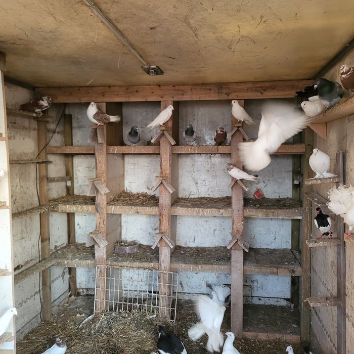 Różne rasy redukcja gołębnika