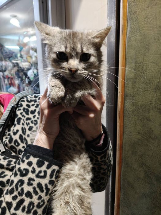 КІТ . В ДОБРІ РУКИ. Стерилізований.