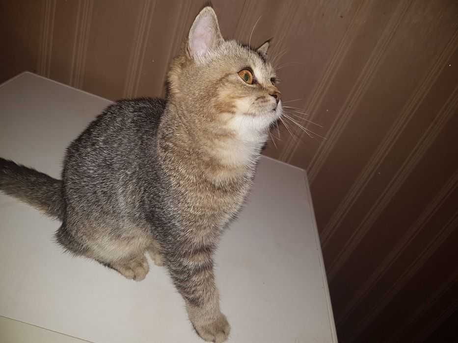 Шотландская девочка, тикированная шиншилла n25