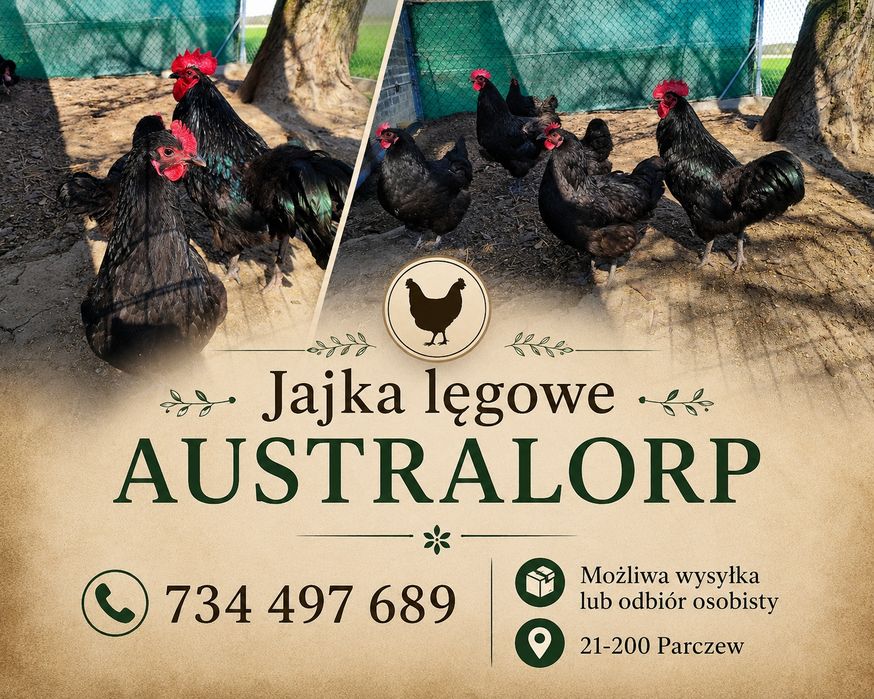 Jajka lęgowe Australorp