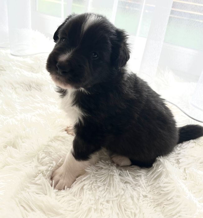 Piesek Border Collie