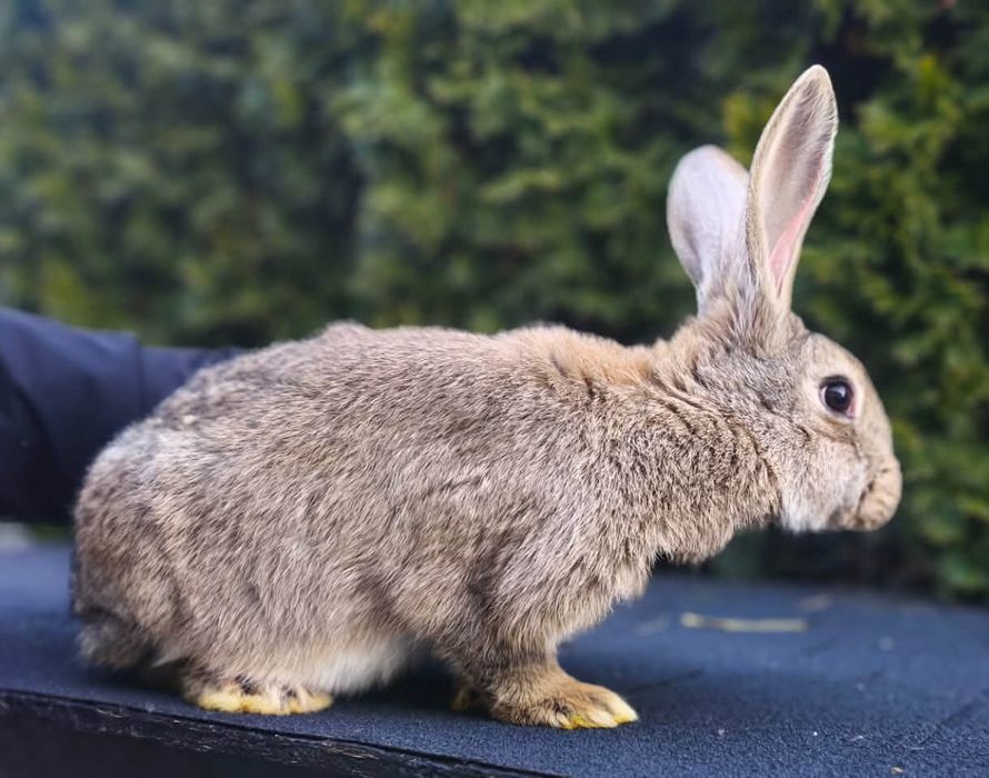 Króliki Belgijskie