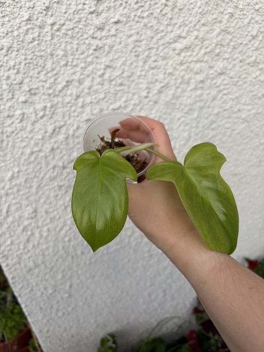Philodendron Florida Ghost
