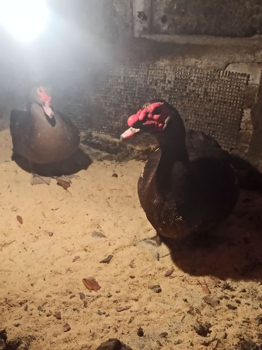 Інкубаційне качине яйце