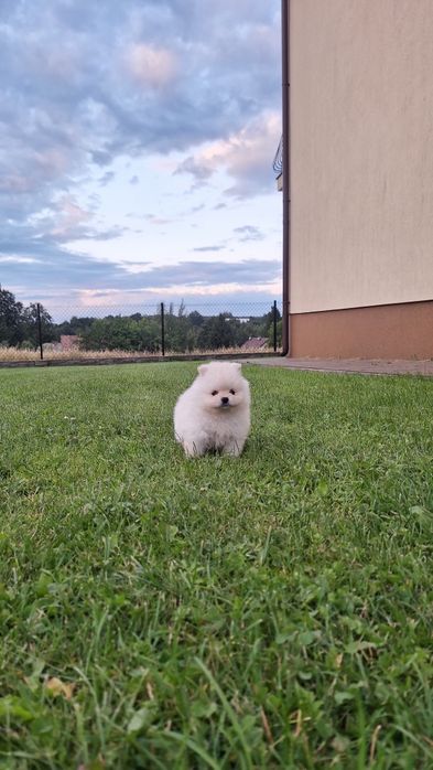 Szpic miniaturowy Pomeranian
