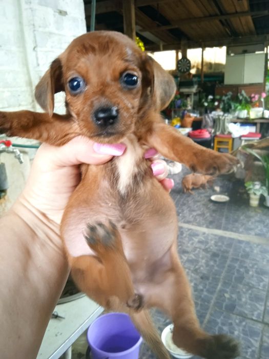 Цуценята Такси та Джек Рассел