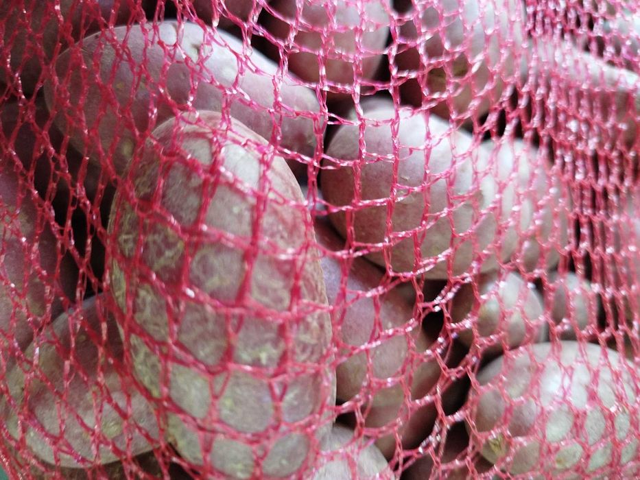 Batata pequena para assar