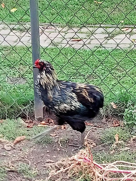 Araucana bezogoniasta koguty