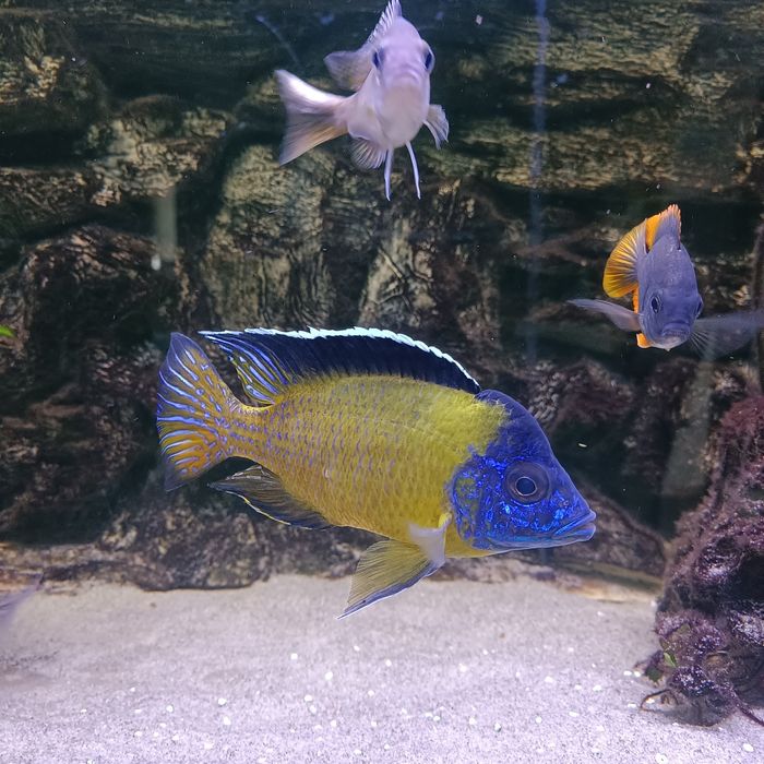 Aulonocara Hongi pielęgnica Malawi