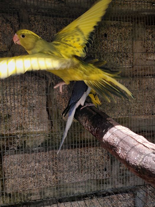 Ring necks Violetas, turquesa, cinza violeta, malhados, 2025