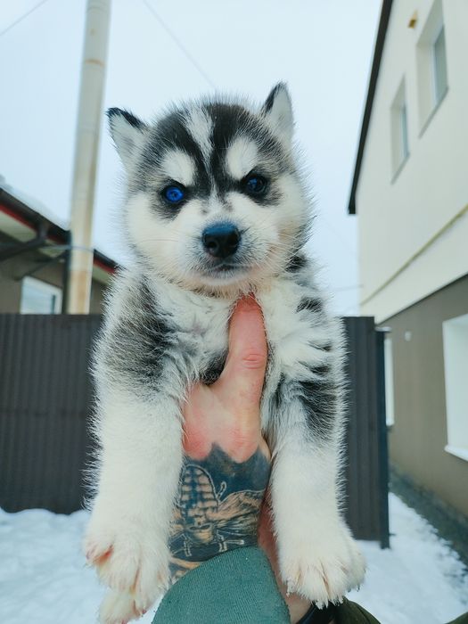 Класна! Чернобіла! Дівка! Та хлопчик