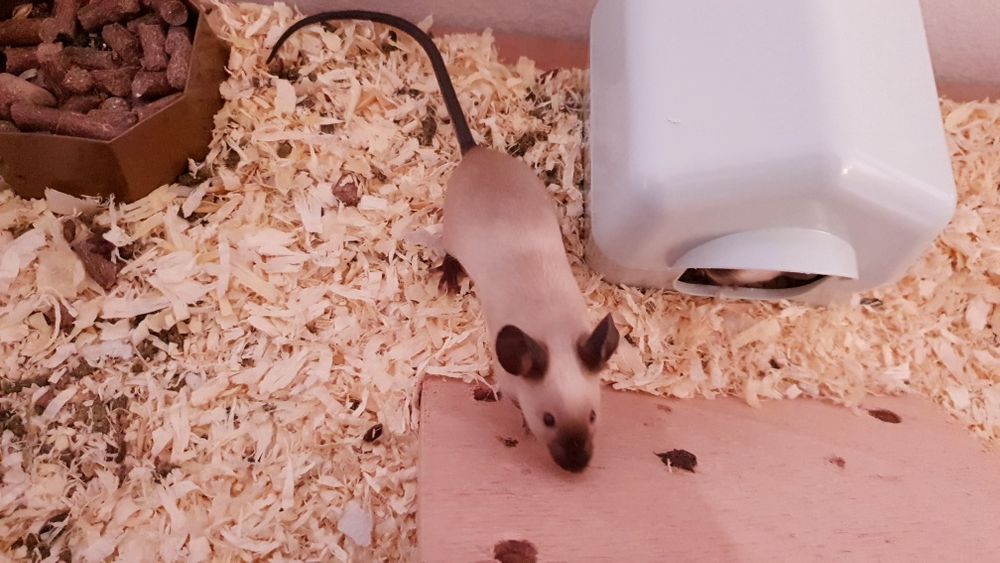 Sprzedam myszy rasowe różnych odmian