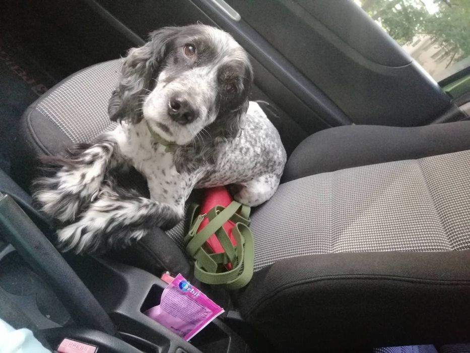 В’язка Кокер спанієль