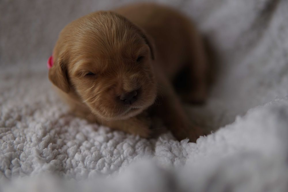 Suczka Golden Retriever
