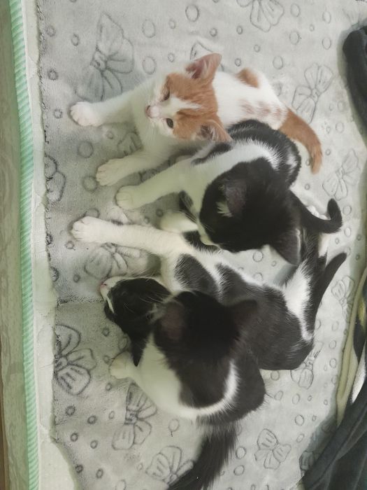 Подарю игривых котят,в добрые и хорошие руки