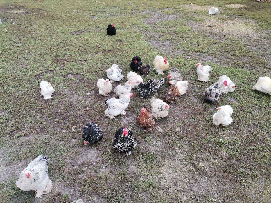 Kochiny miniaturowe koguty