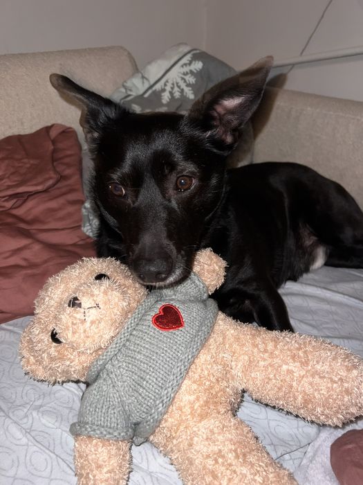 6-letni, czarny i bardzo spokojny kundelek