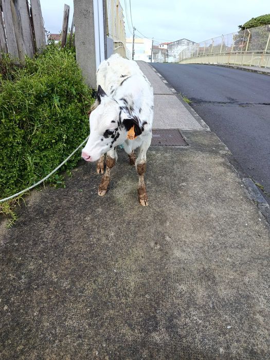 Vende se bezerro macho