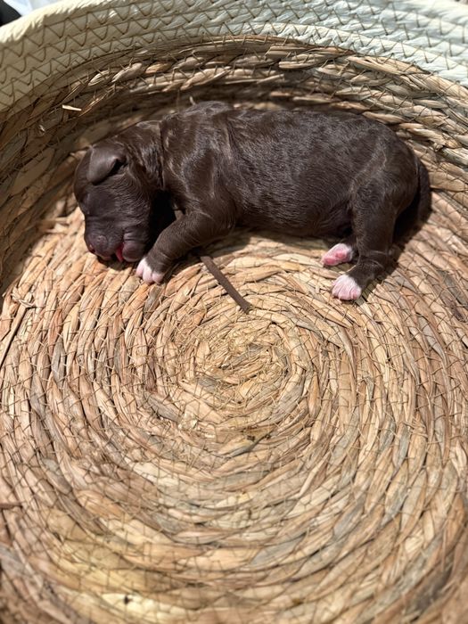Lagotto Romagnolo FCI piesek czekoladowy ZKwP