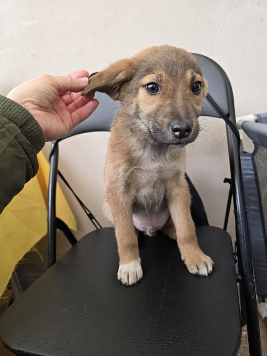 Ручне цуценя хлопчик шукає родину