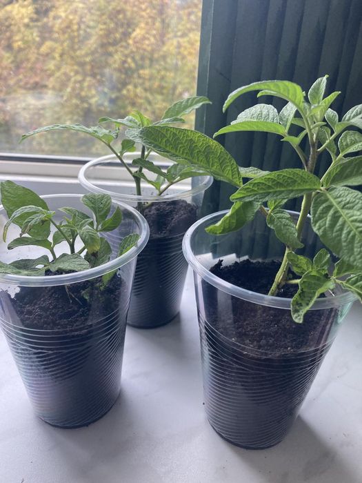 Продам саджанці Пепино