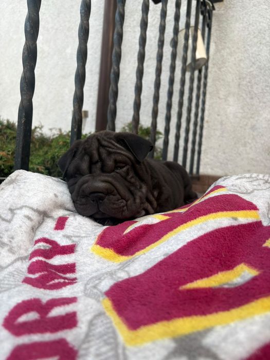 Shar Pei szczeniak