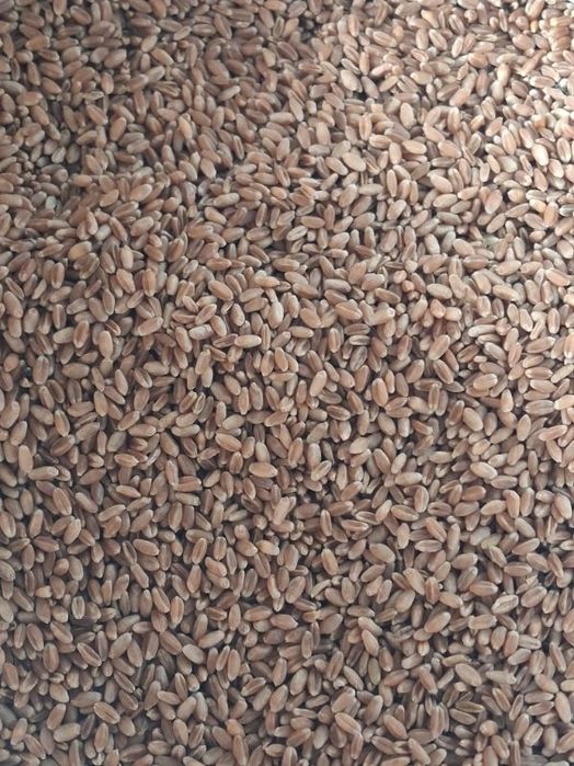 Pszenica jara Sharki czyszczona