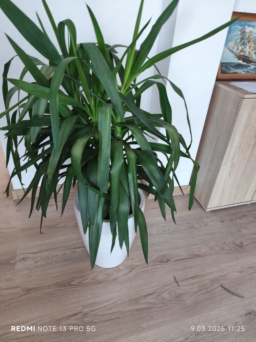 Jukka gwatemalska (Yucca elephantipes) – 110–120 cm