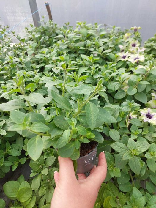 Продам розсаду петунії, тайдали