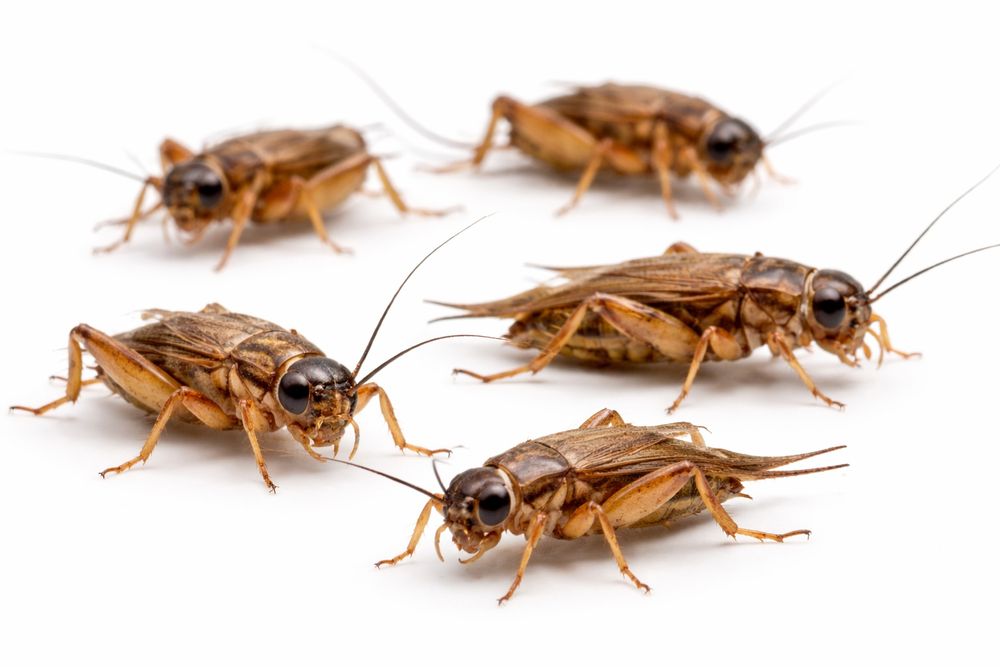 Świerszcze - karmówka pokarm