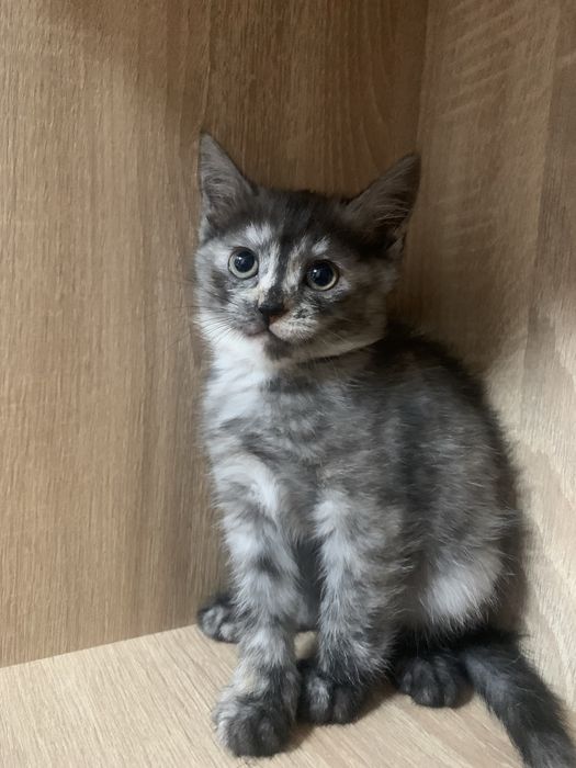 Віддам кошенят в добрі руки