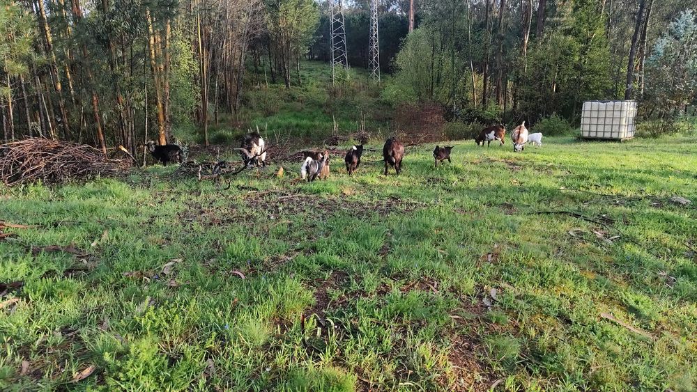 Vende-se Cabras anãs