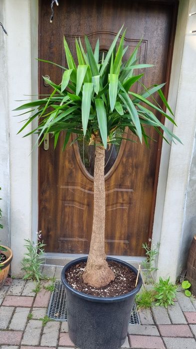 Palma waszyngtonia robusta yucca rostrata brahea armata pien 100cm dasylirion seratofolium pien 70,drzewo oliwne obwod pnia 140 cm  wys . 3m.