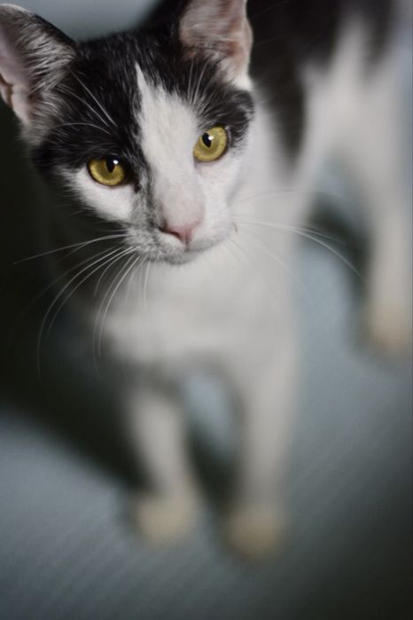 Pokochaj i Przygarnij Zuźka