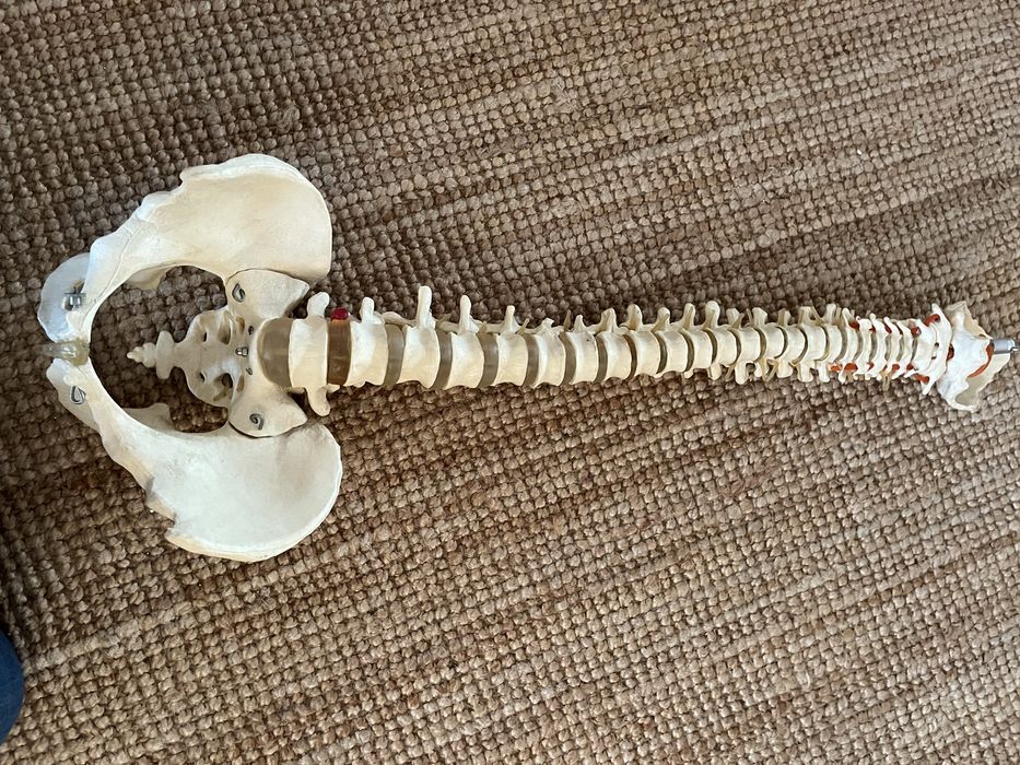 Modelo de Coluna Vertebral Flexivel para estudo