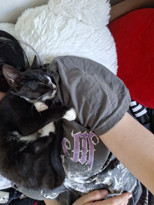 Malutki Okruszek do adopcji