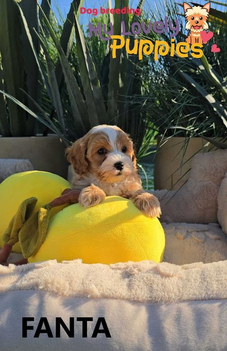 Cavapoo dziewczyna FANTA
