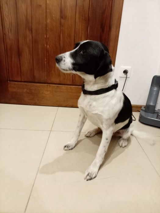 szczeniak szukaja domu