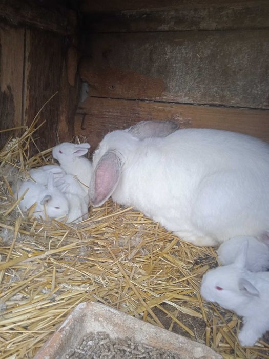 Sprzedam młode króliki