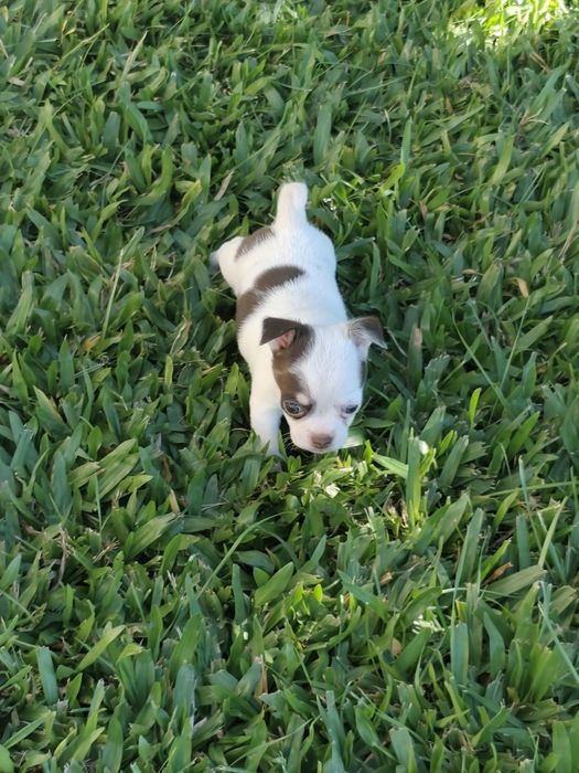 Fêmea Chihuahua mini