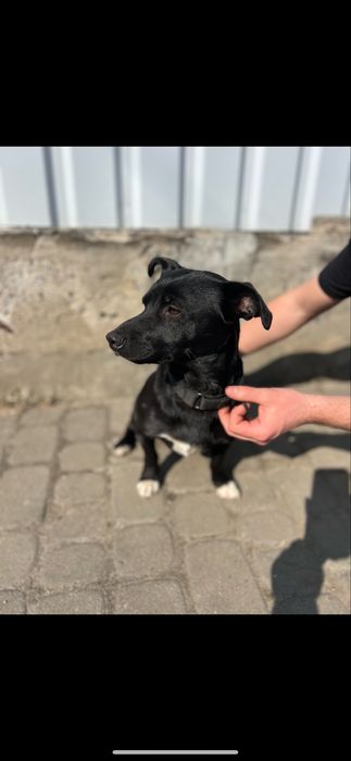 Собачка маленька